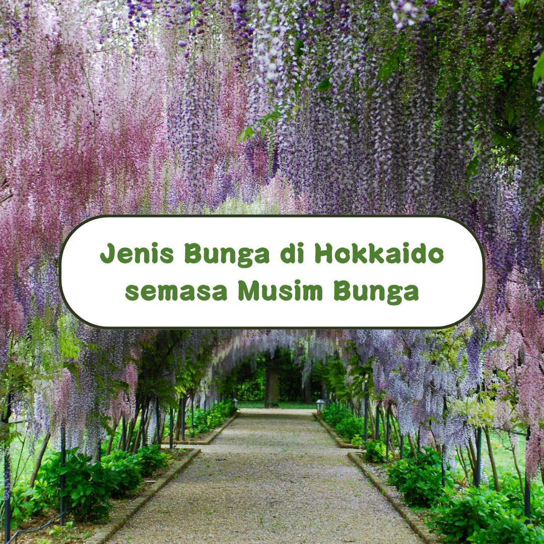 Jenis Bunga di Hokkaido semasa Musim Bunga