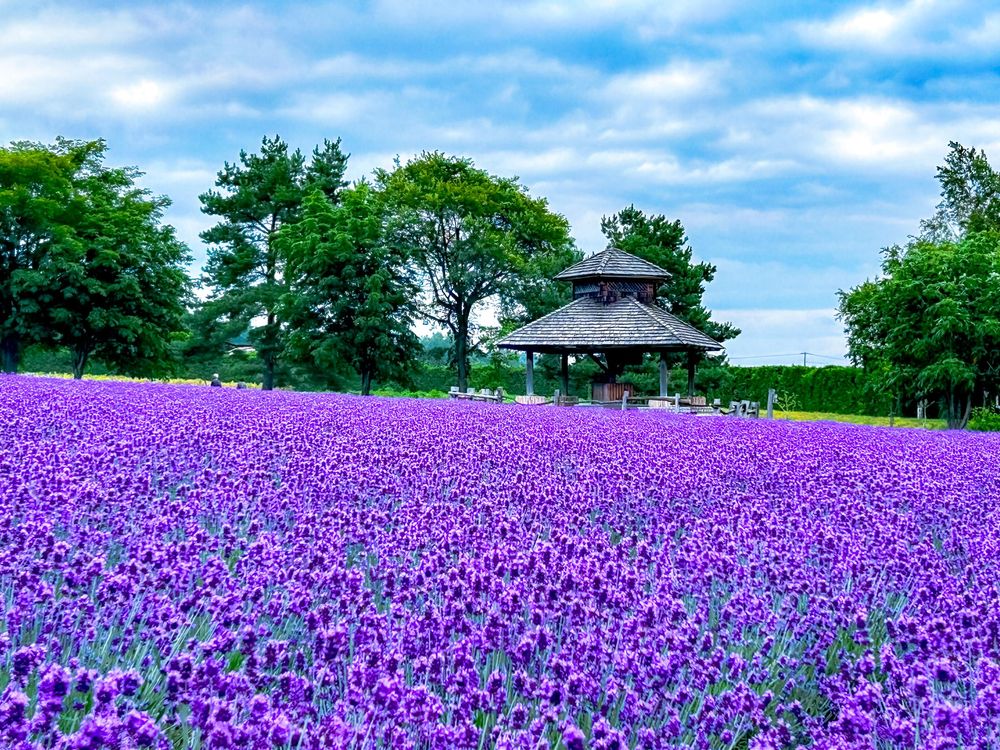 Tomita Farm