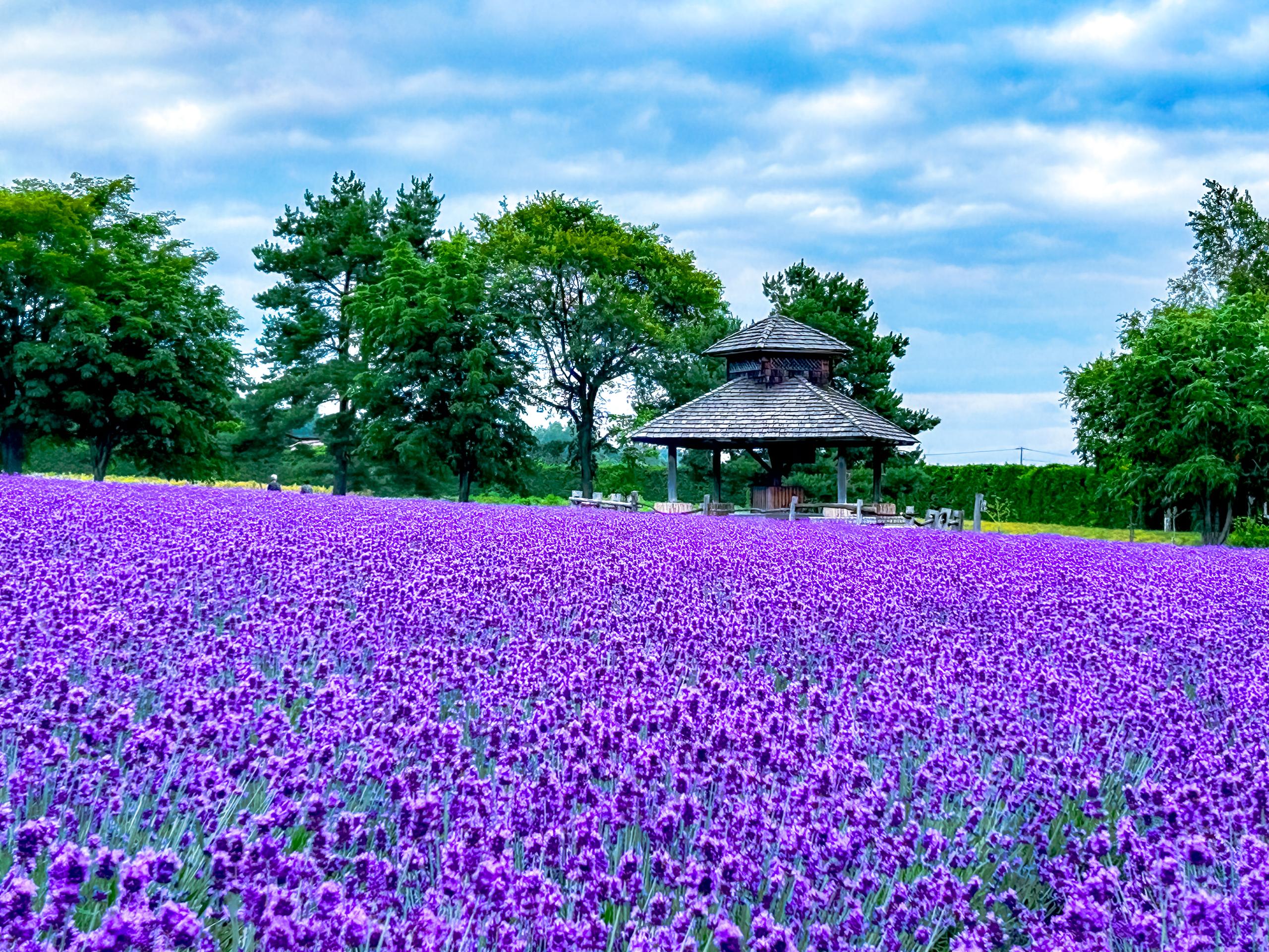 Pakej Hokkaido 6H5M (Lavender/Sunflower)
