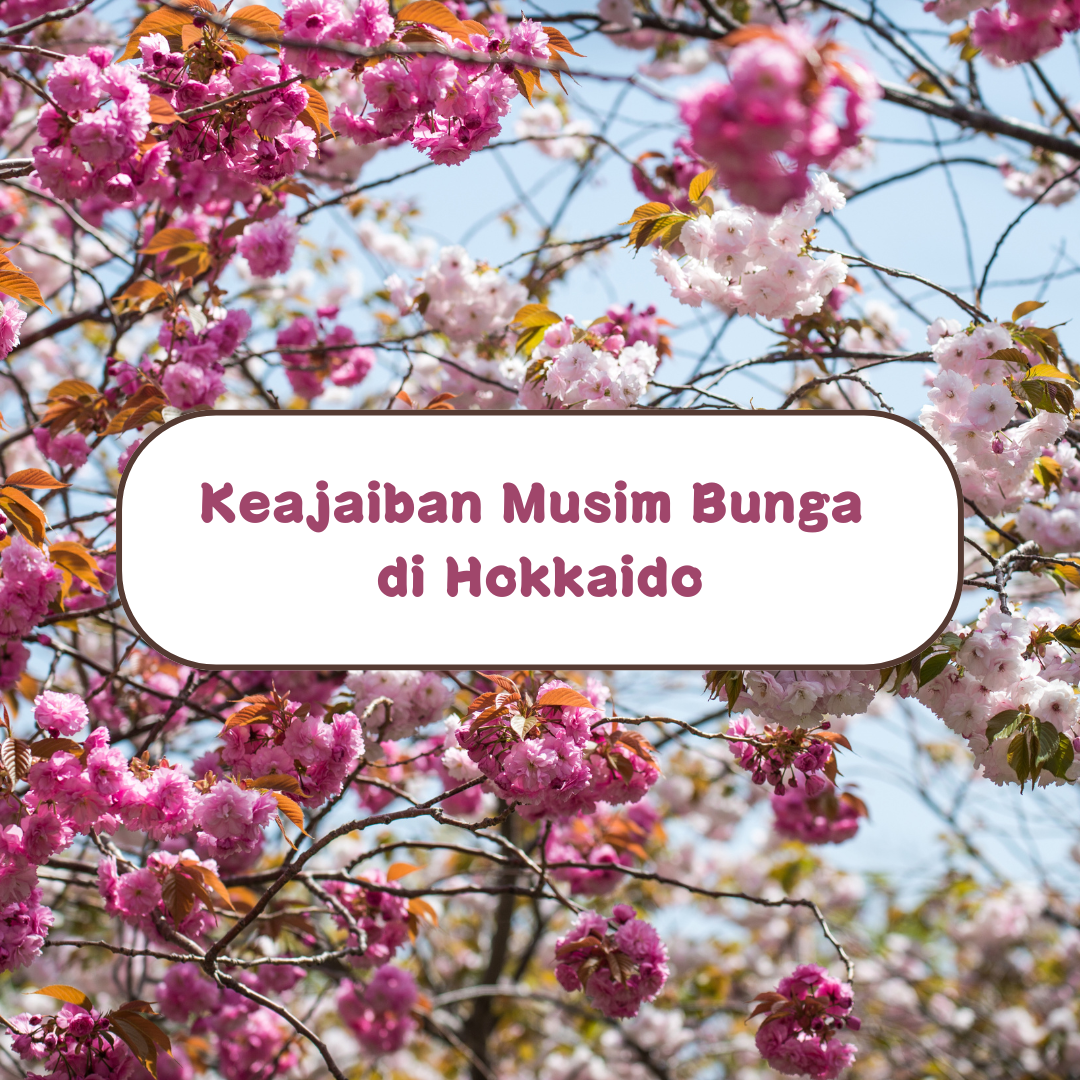 Keajaiban Musim Bunga di Hokkaido: Mengapa Ia Berbeza daripada Tempat Lain di Jepun