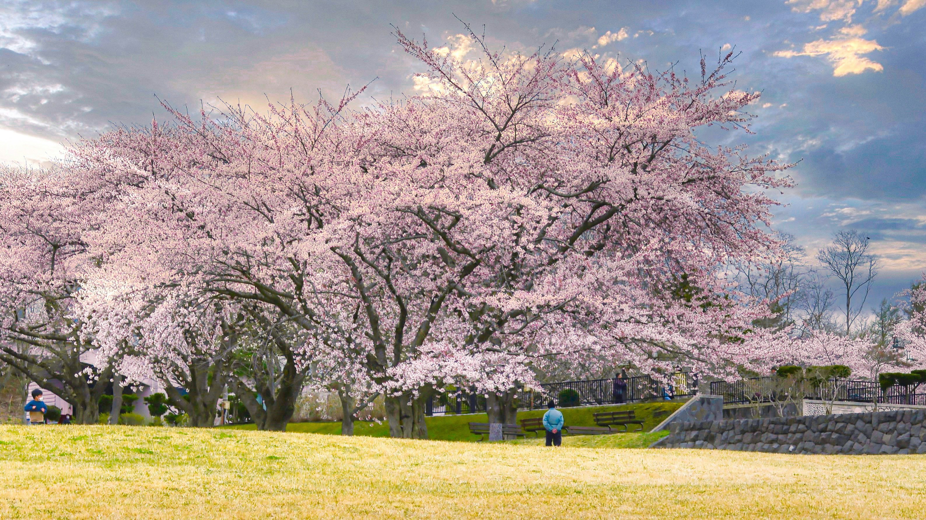 Bila dan di mana untuk lihat Bunga Sakura di Jepun (2024)