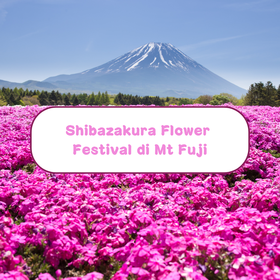 Shibazakura Flower Festival di Mt Fuji