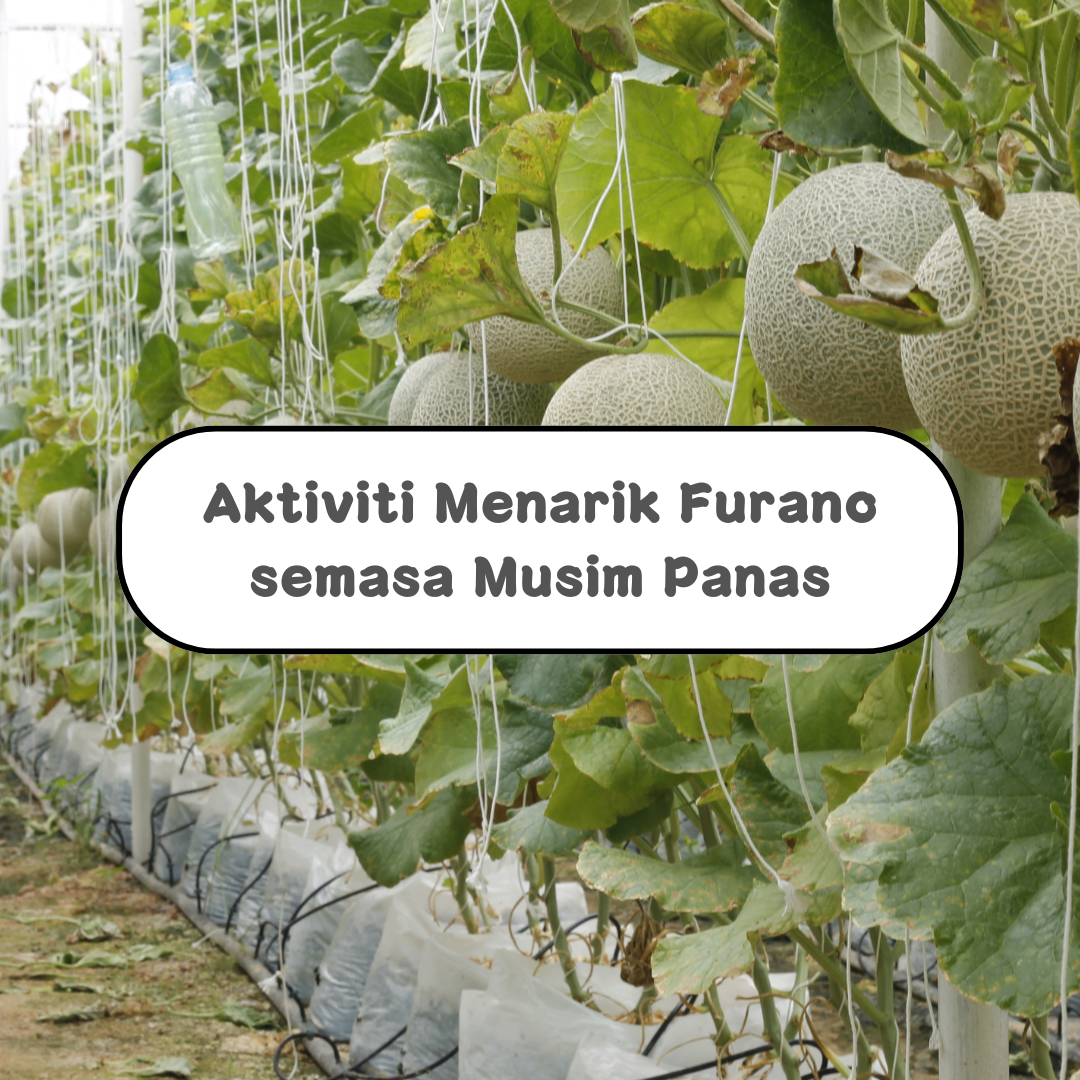Aktiviti Menarik di Furano semasa Musim Panas