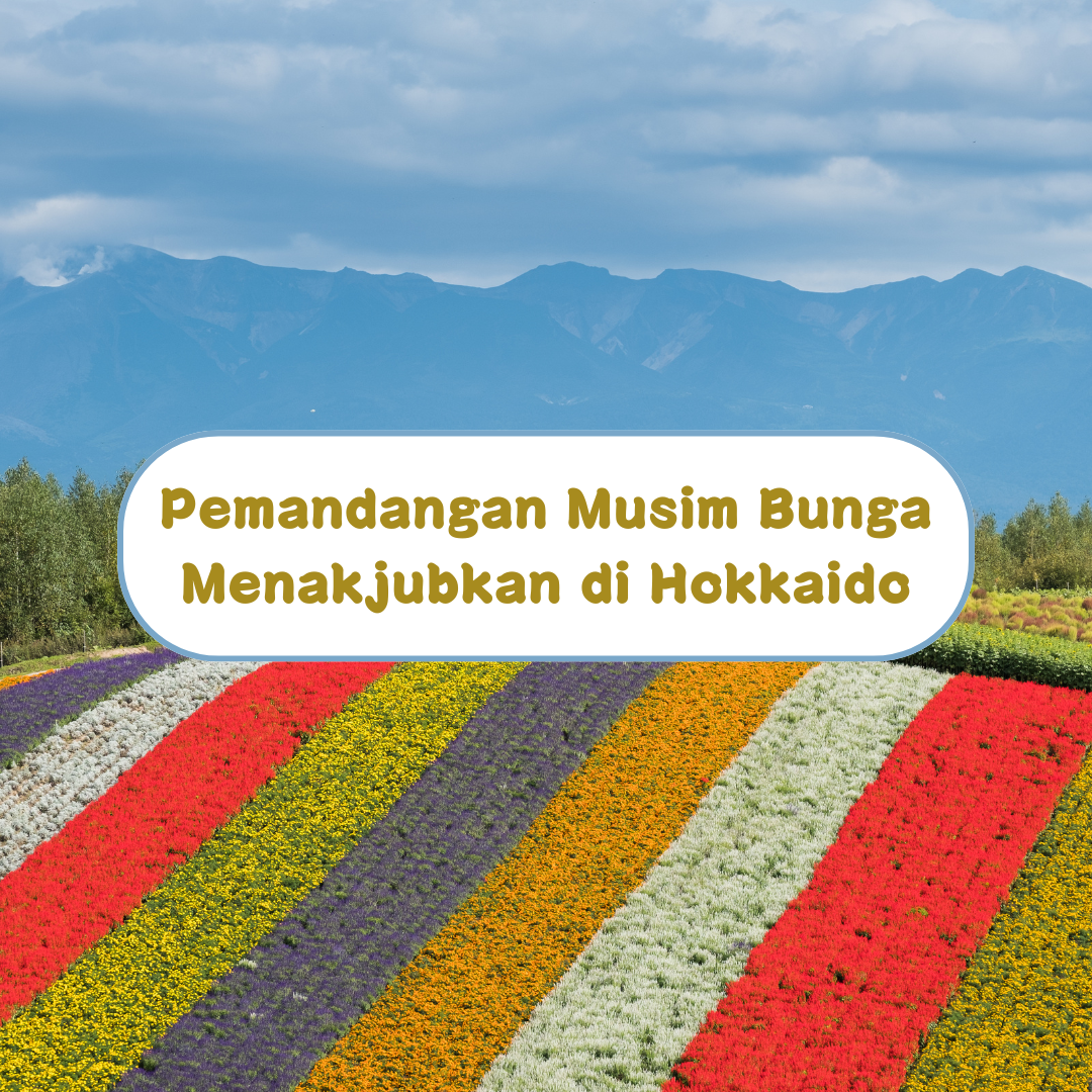 Pemandangan Musim Bunga yang Menakjubkan : Dari Rusa Hingga Ladang Bunga di Hokkaido