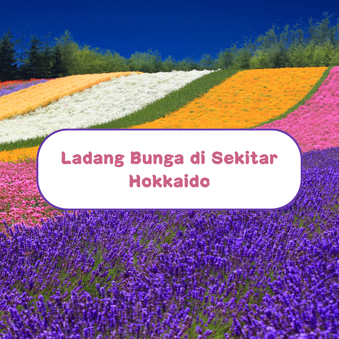 Ladang Bunga di Sekitar Hokkaido