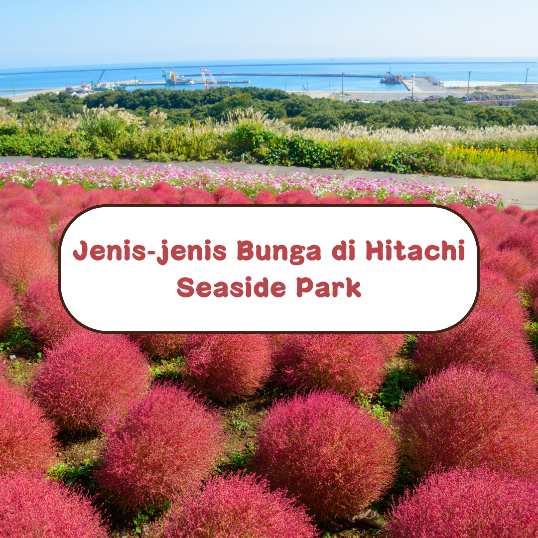 Hitachi Seaside Park – Jenis-Jenis Bunga pada Bulan Berbeza